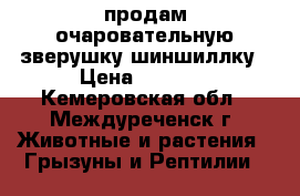 продам очаровательную зверушку-шиншиллку › Цена ­ 3 000 - Кемеровская обл., Междуреченск г. Животные и растения » Грызуны и Рептилии   